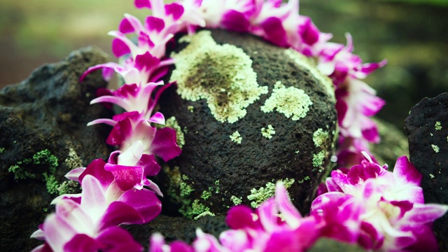 特写:兰花花瓣上的花环和熔岩岩-瓦胡岛，夏威夷视频下载