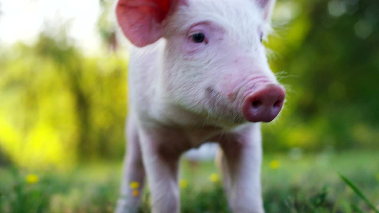 大自然中快乐的小猪。视频下载