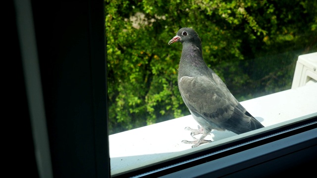 窗台上鸽子的画像视频素材