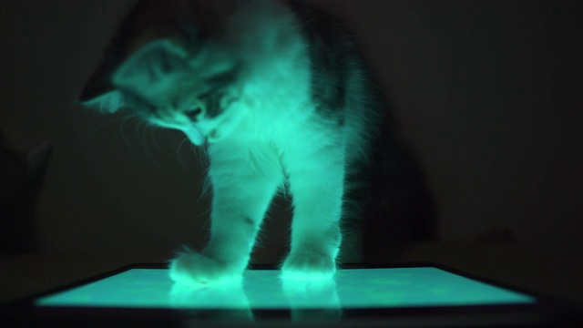 小猫在晚上玩平板电脑视频下载