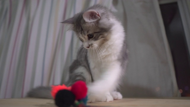 挪威森林小猫玩毛线球视频下载