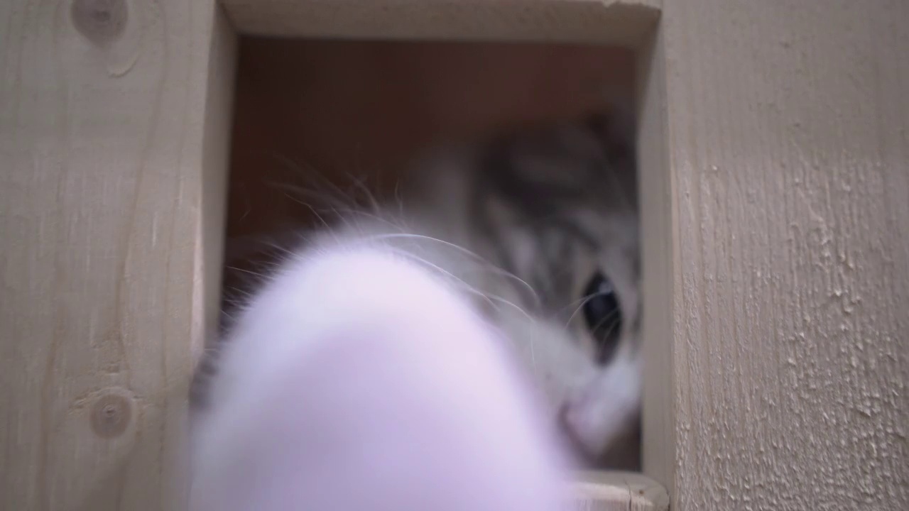 小猫小猫玩相机视频下载