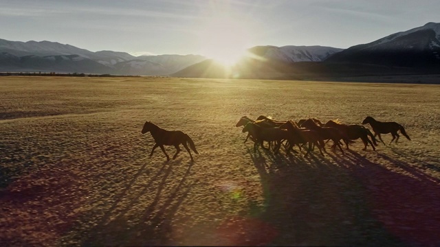 马在草地上自由奔跑，雪山为背景视频素材