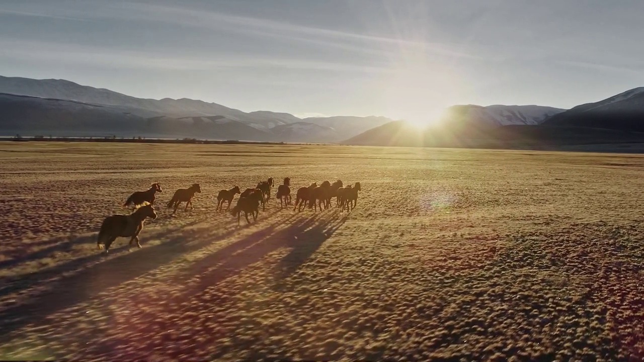 马匹在雪山背景下的草地上自由奔跑视频下载