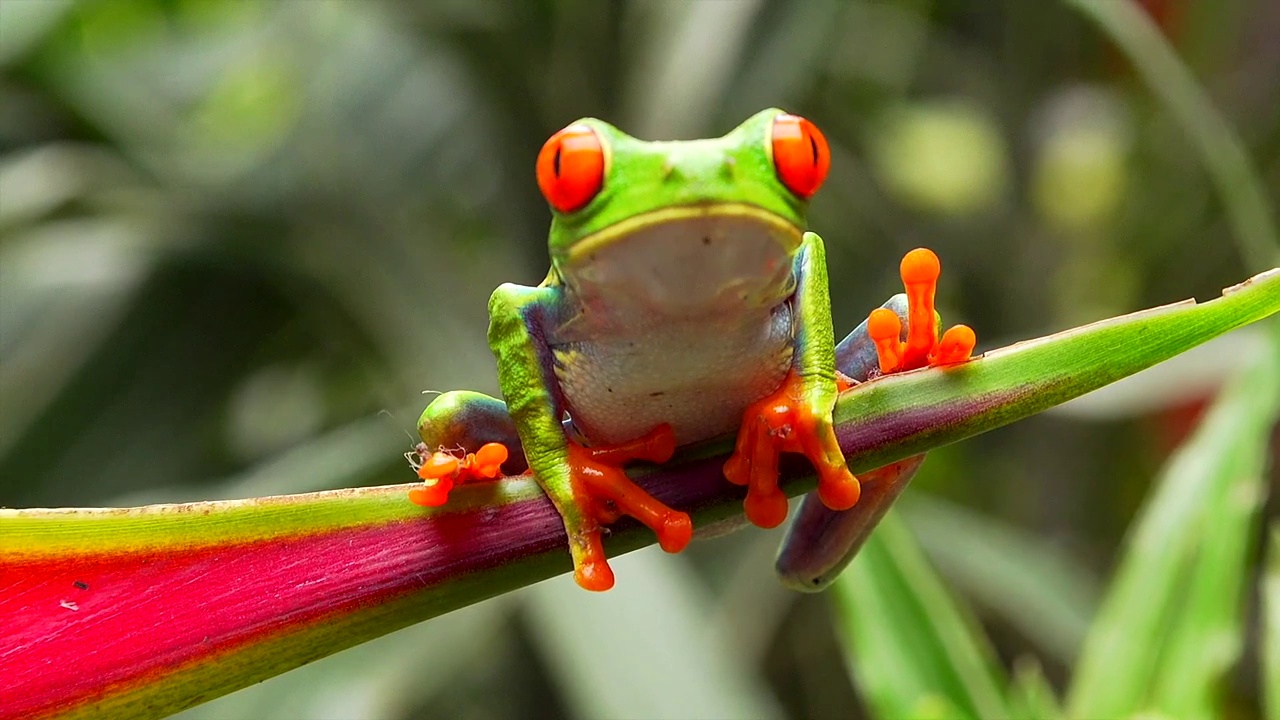 红眼叶蛙，拉巴斯瀑布花园，哥斯达黎加视频下载