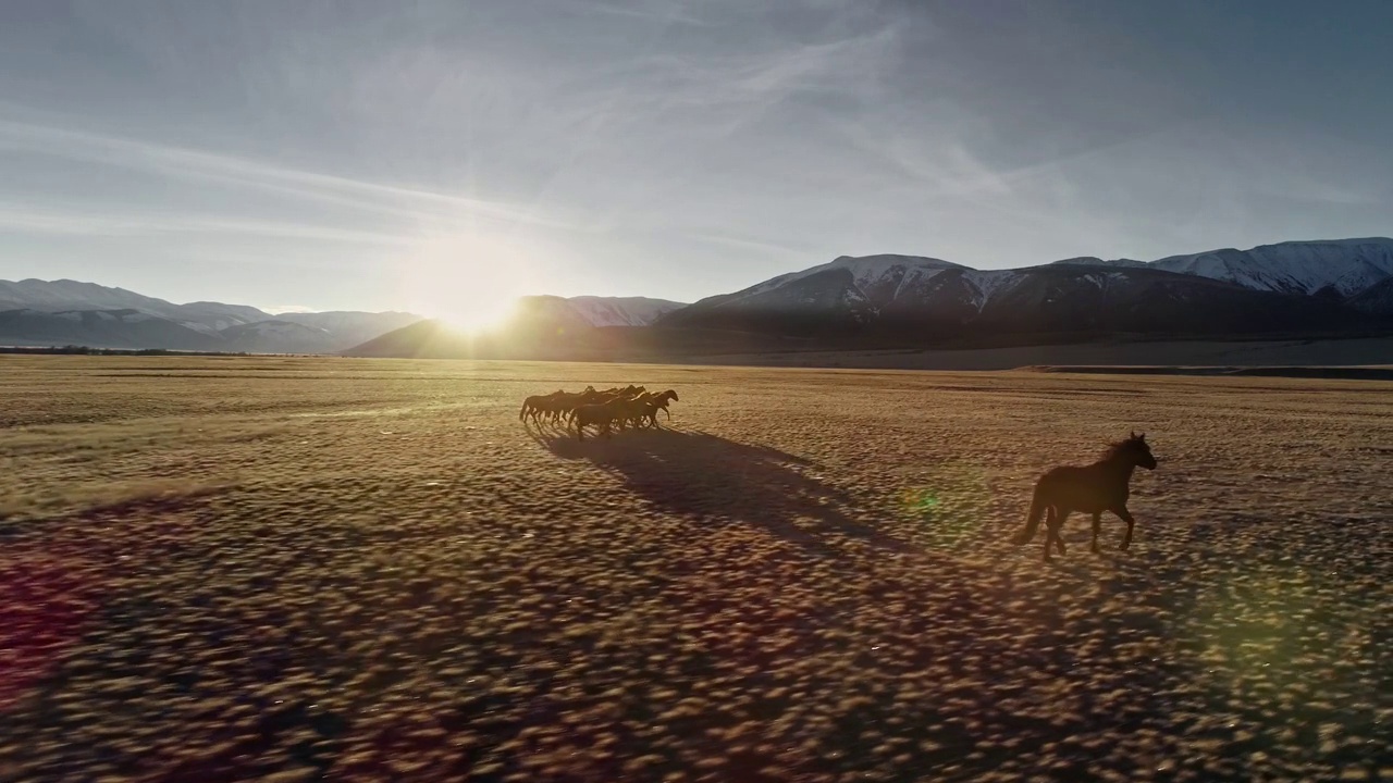 马匹在雪山背景下的草地上自由奔跑视频下载