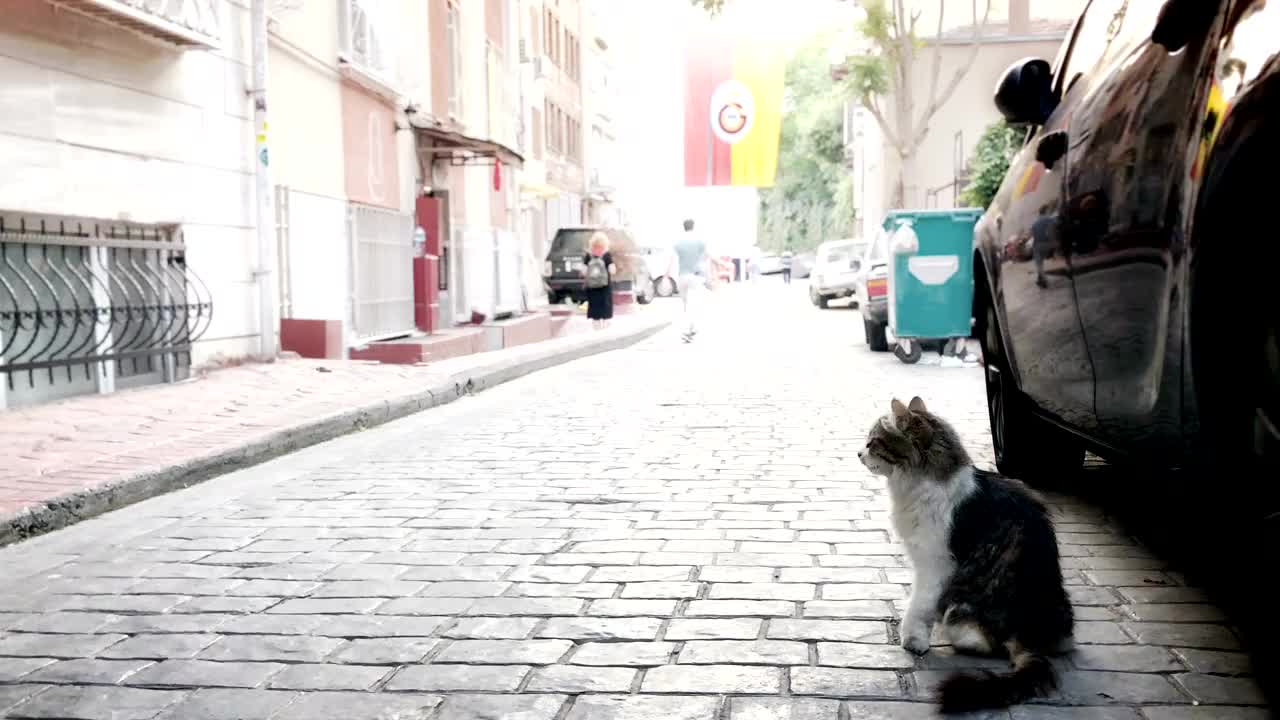 猫咪直接看着镜头在伊斯坦布尔的老街道上喵喵叫着，用泡泡式的语音动画用静止、宽、长、手持拍摄，伊斯坦布尔的概念，猫，家养动物，街头生活，城市生活，日常生活，伊斯坦布尔猫视频下载