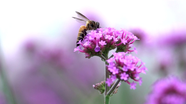 飞着花的蜜蜂视频素材