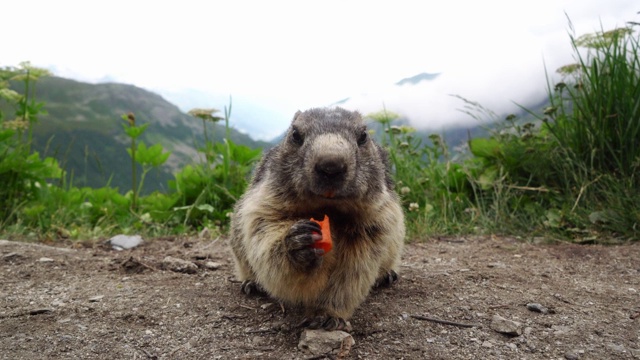 土拨鼠在Furkapass的背景上吃胡萝卜视频素材