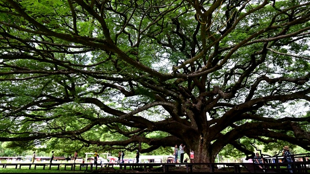 巨型猴荚树的绿叶和树枝，Kanjanaburi，泰国。视频下载