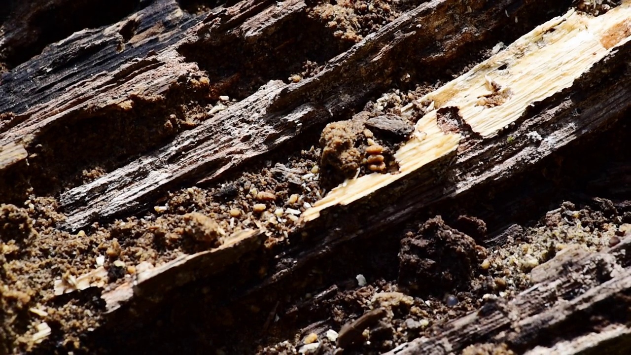 特写的老黑木烂桩原木腐烂几十年的倒下树木在林地森林选择重点视频素材