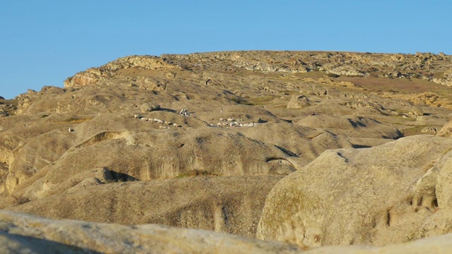 一群羊在乔治亚州的山坡上吃草视频素材