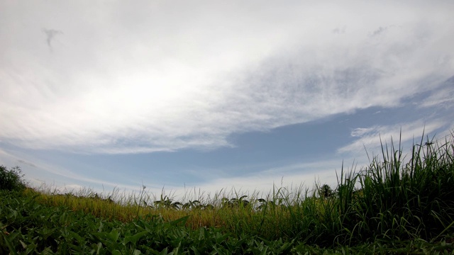 傍晚，田里的稻子在风中摇摆，云朵快速移动。视频素材