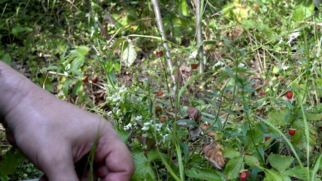 男性的手采摘成熟的红色草莓生长在绿色的灌木丛在森林里的近距离。从上往下看。4 k。视频下载