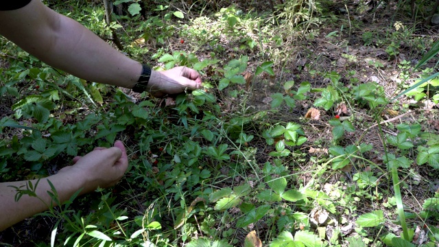 近距离收集在森林清理成熟的草莓，它挂在树荫下的绿色灌木丛在森林。从地面水平观看。4 k。视频下载