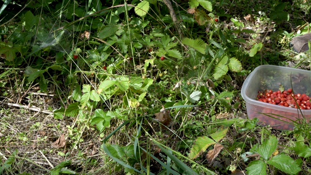 近距离收集一个人在森林里清理成熟的草莓，这挂在绿荫的灌木丛在森林里。从地面水平观看。4 k。视频下载