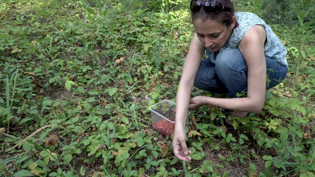 一个女人在森林中收集成熟的红草莓，它生长在绿色的灌木丛中。一般视图。4 k。视频下载