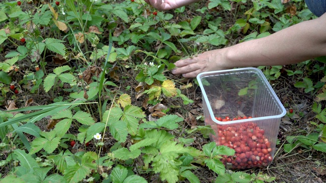 在林间空地上，女孩在一个盒子里收集成熟的草莓，这些草莓在阳光明媚的日子里挂在林间空地上的绿色灌木丛上。从上往下看。4 k。视频下载