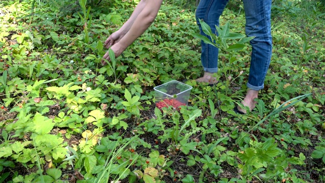 一个女人在森林中收集成熟的红草莓，它生长在绿色的灌木丛中。关闭了。从上往下看。4 k。视频下载