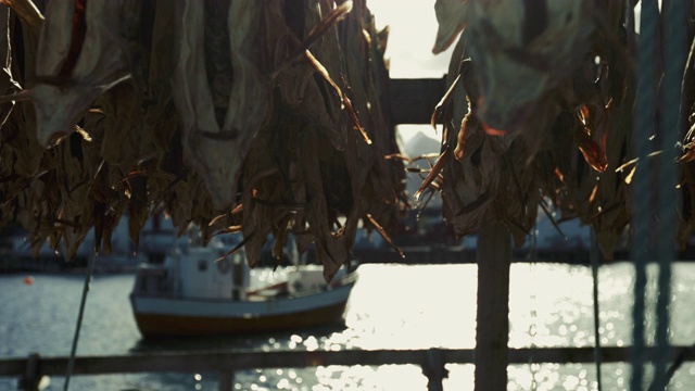 挪威罗浮敦群岛勒内的鳕鱼业视频素材