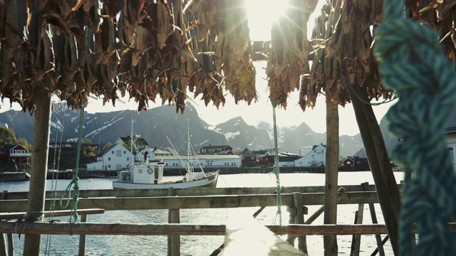 挪威罗浮敦群岛勒内的鳕鱼业视频素材
