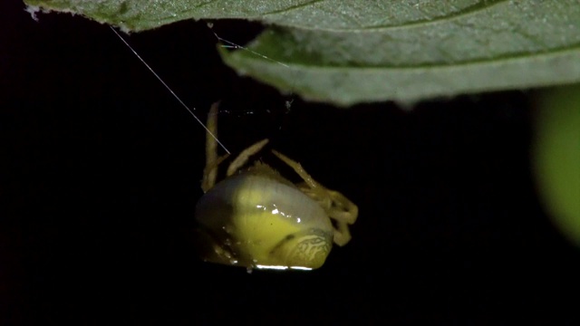 韩国江原道的一种蜘蛛从叶子上往下爬行视频素材