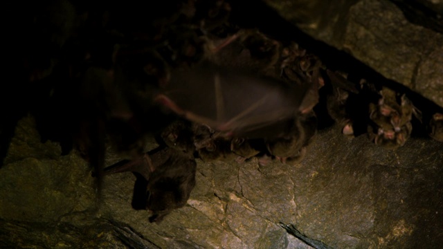 韩国江原道，蝙蝠群准备狩猎视频素材