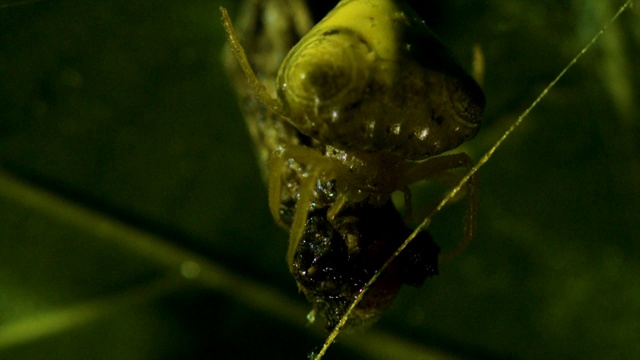 韩国江原道一种蜘蛛从猎物身上吸取体液视频素材