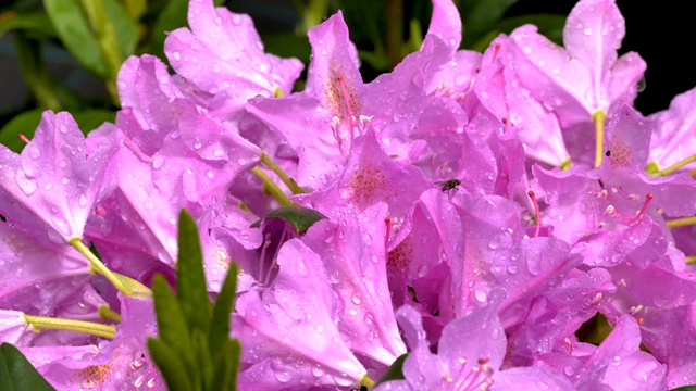 水滋润着兰花紫色的花瓣视频素材
