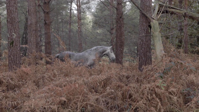 美丽的灰色野马小跑在森林在山在下午。绿色的大自然。小跑,飞奔。视频素材