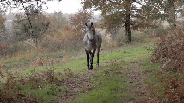 下午，美丽的灰色野马在镜头前小跑。绿色的大自然。小跑,飞奔。视频素材