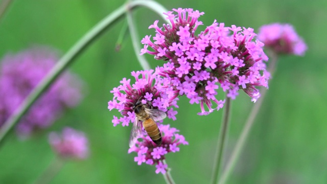 飞着花的蜜蜂视频素材