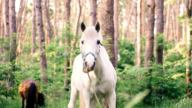白色的马。吃草的白马视频素材