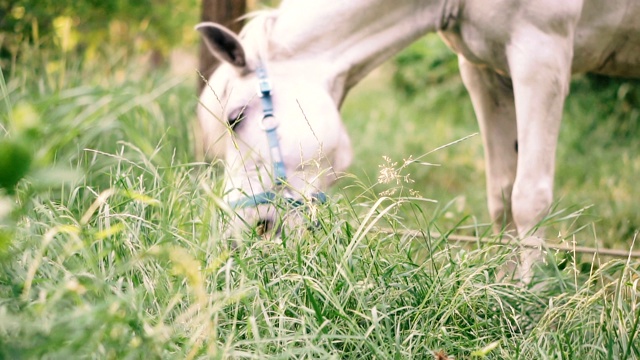 白色的马。吃草的白马视频素材