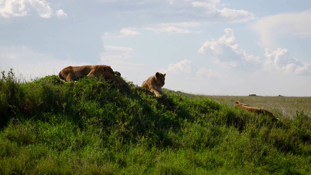 野生狮子躺在非洲大草原的一座小山上视频素材