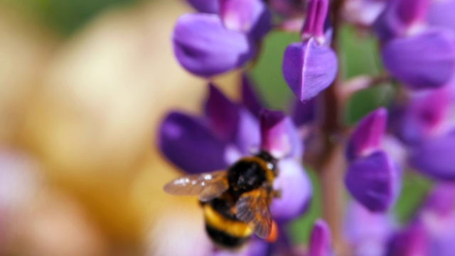 花扇豆在风中摇曳。大黄蜂收集花粉。视频素材