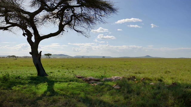 在非洲大草原上，狮子在金合欢树荫下睡觉以躲避炎热视频素材