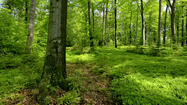 德国巴伐利亚州Spessart的春天森林视频下载