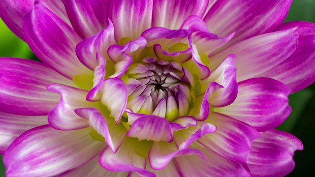 盛开的花紫色和白色大丽花视频素材