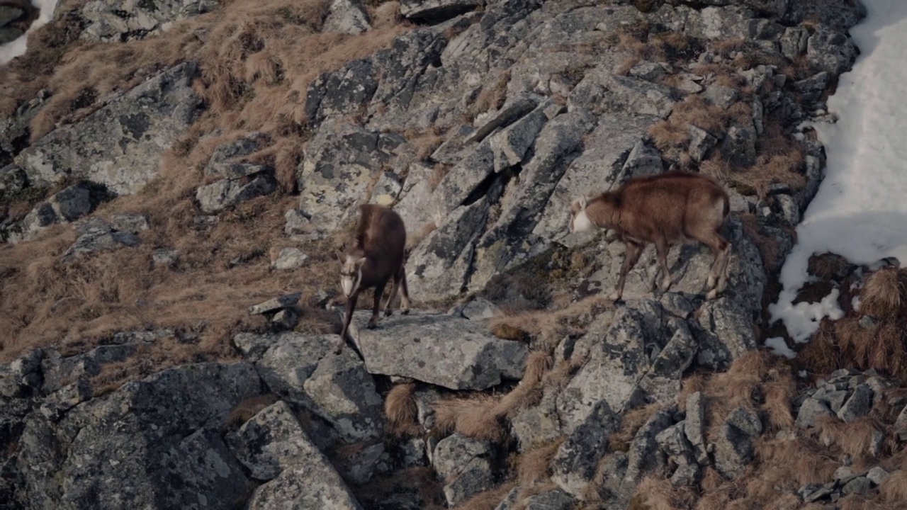 在岩石峭壁上乱爬的山羊视频下载