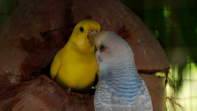 虎皮鹦鹉，鸟类在繁殖季节会保持成对。视频素材