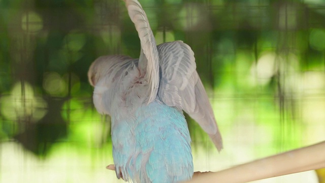 虎皮鹦鹉，鸟类在繁殖季节会保持成对。视频素材