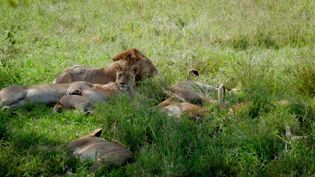 骄傲的非洲野生狮子躺在灌木丛树荫下休息以躲避热量视频素材