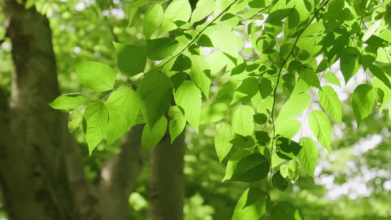 新鲜的绿叶在风中摇曳视频下载
