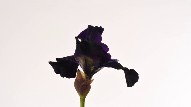 虹膜黑花开放时间流逝。白色背景视频素材