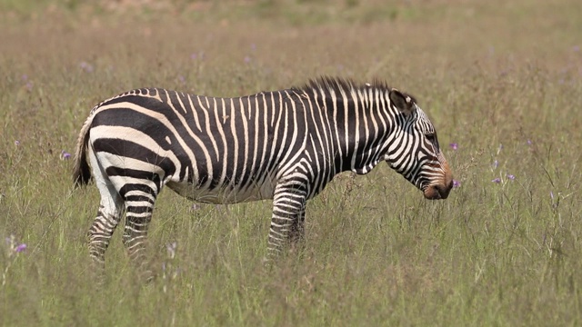 南非草原上的海角山斑马，山斑马国家公园视频素材
