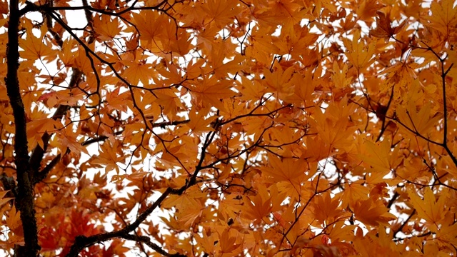 桔黄色的枫叶在风中飘动，秋天的季节视频素材