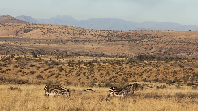 开普敦山斑马和乌鸦，山斑马国家公园，南非视频素材