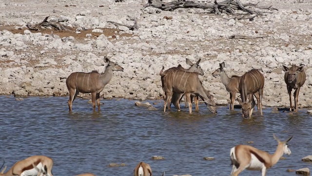 羚羊和跳羚在一个水坑里，纳米比亚的埃托沙国家公园视频素材