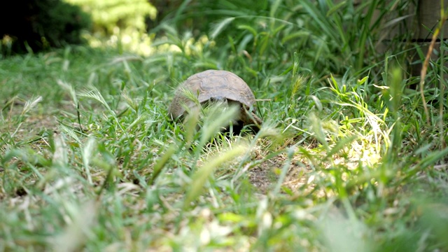 乌龟在新鲜的青草上移动到摄像机前视频素材